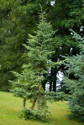 Picea mariana 'Aurea' - smrk černý - celek